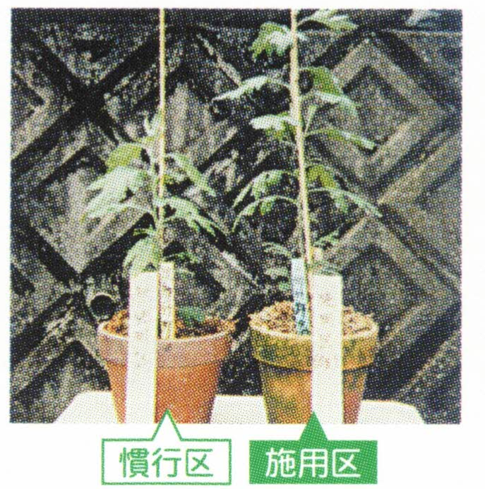 品種：キク（泉郷竹野）