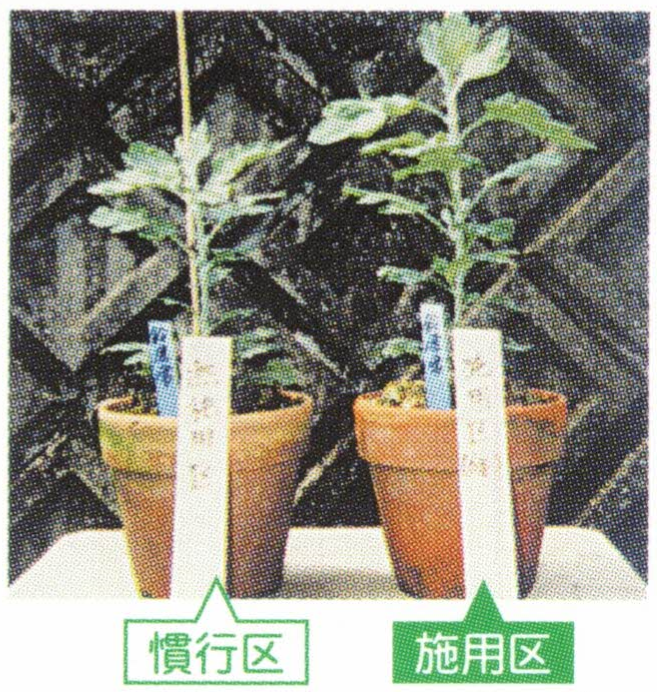 品種：キク（鈴鹿雪）