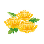 菊